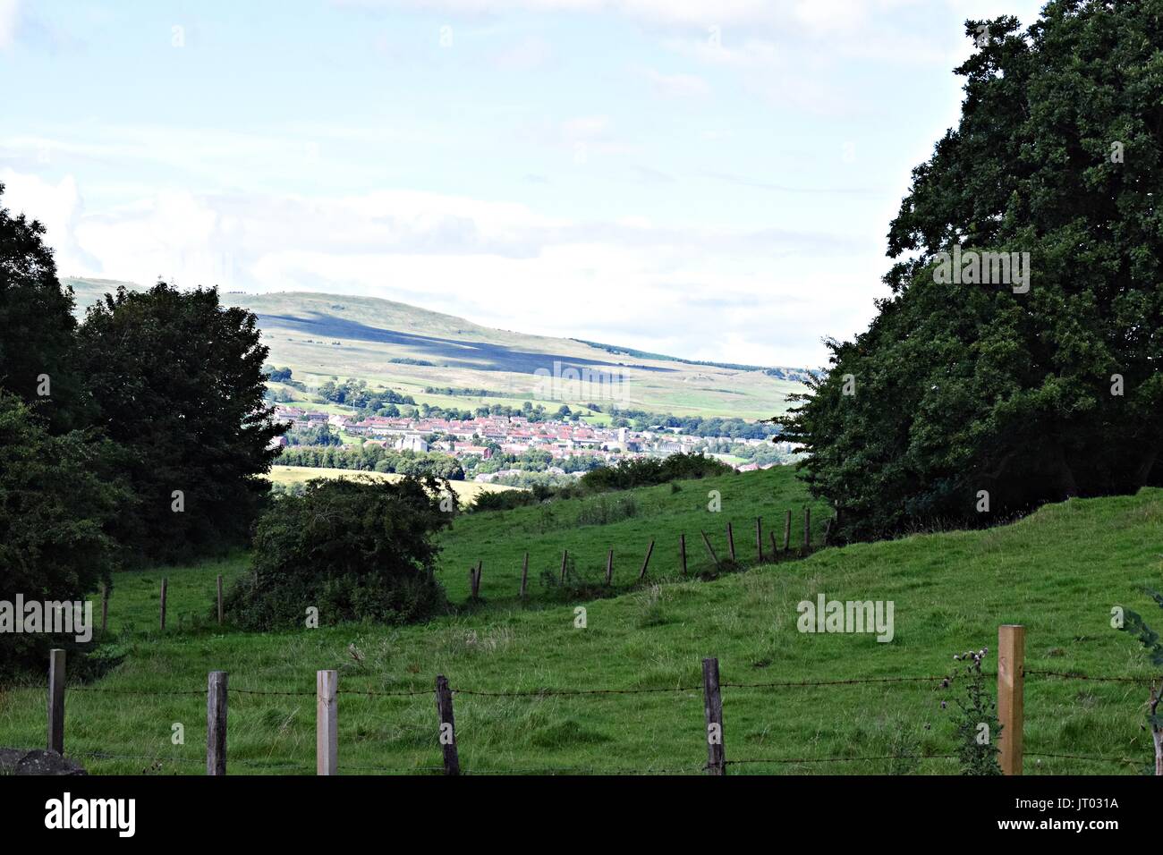 Feld mit Baum Stockfoto