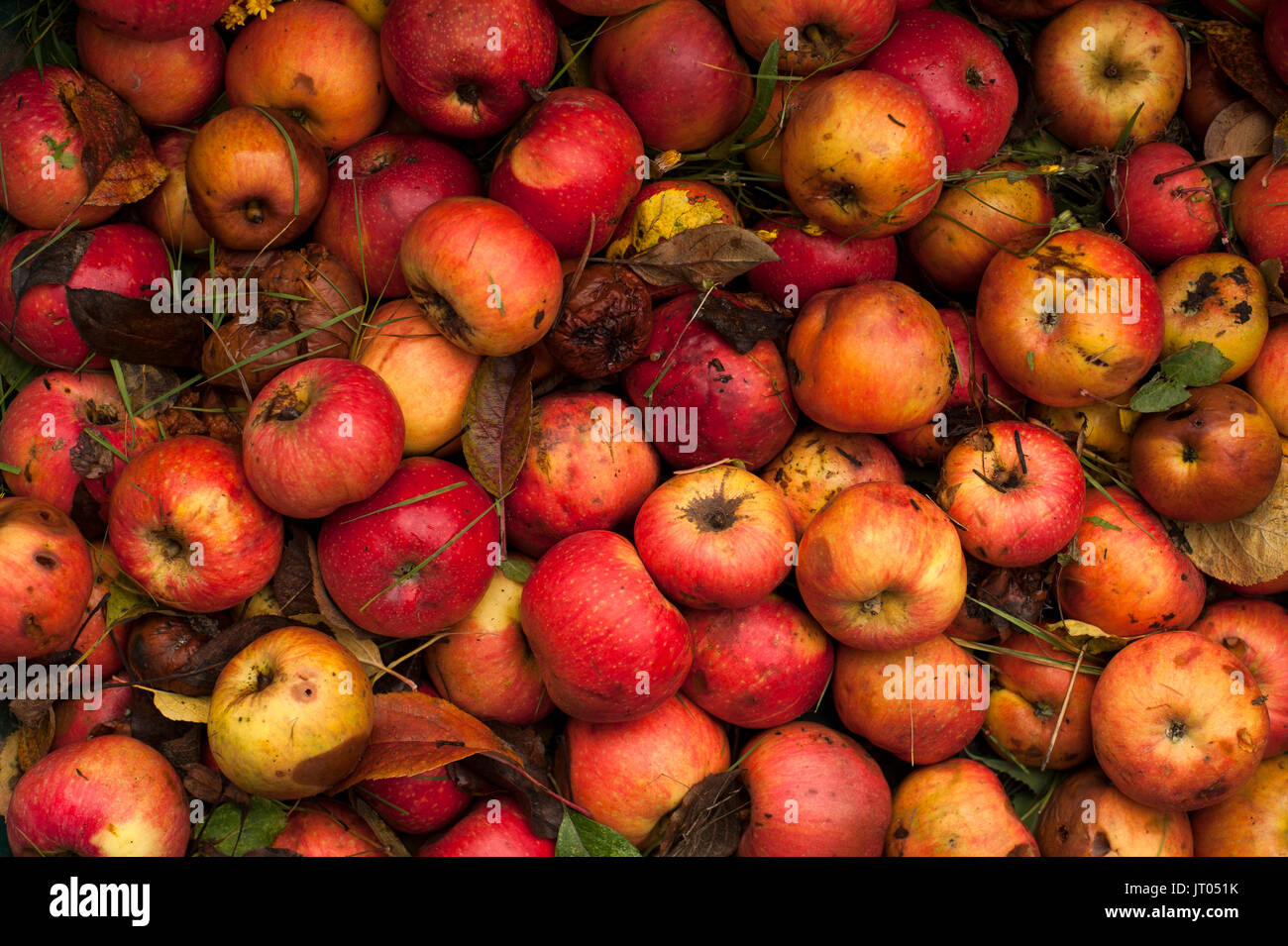 Verrottenden Äpfel stapelten sich auf dem Boden mit Herbstlaub Stockfoto
