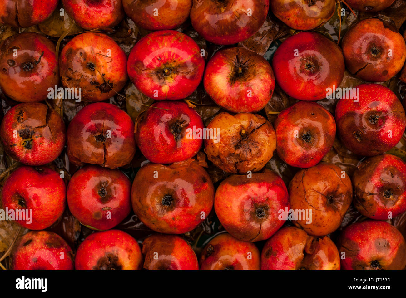 Verrottenden Äpfel in den Reihen mit Herbstlaub Stockfoto