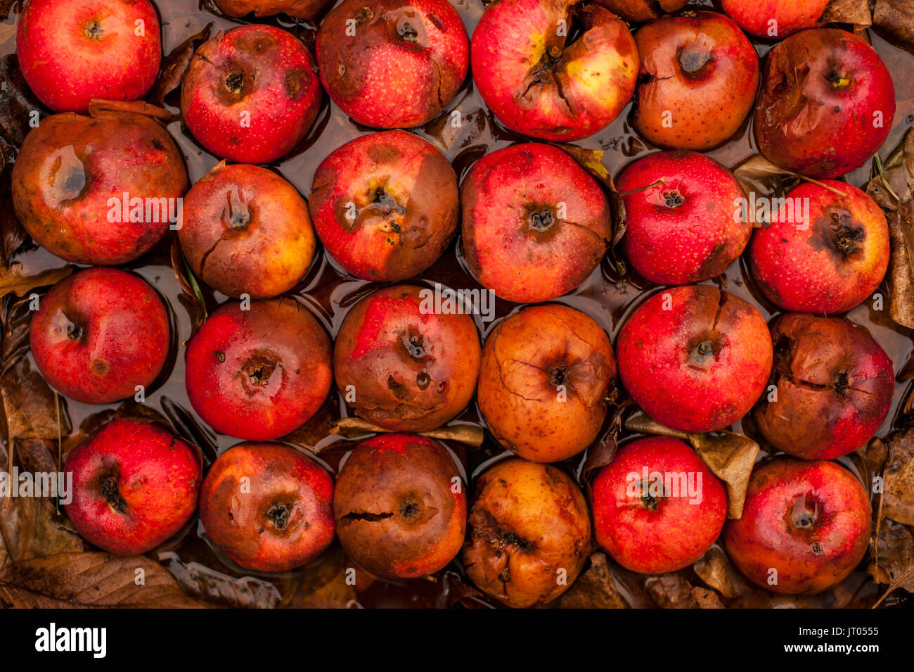 Verrottenden Äpfel in den Reihen mit Herbstlaub Stockfoto