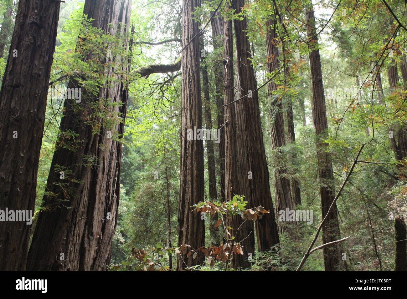Rotes Holz Forrest in Kalifornien, Licht, das durch die Bäume Stockfoto