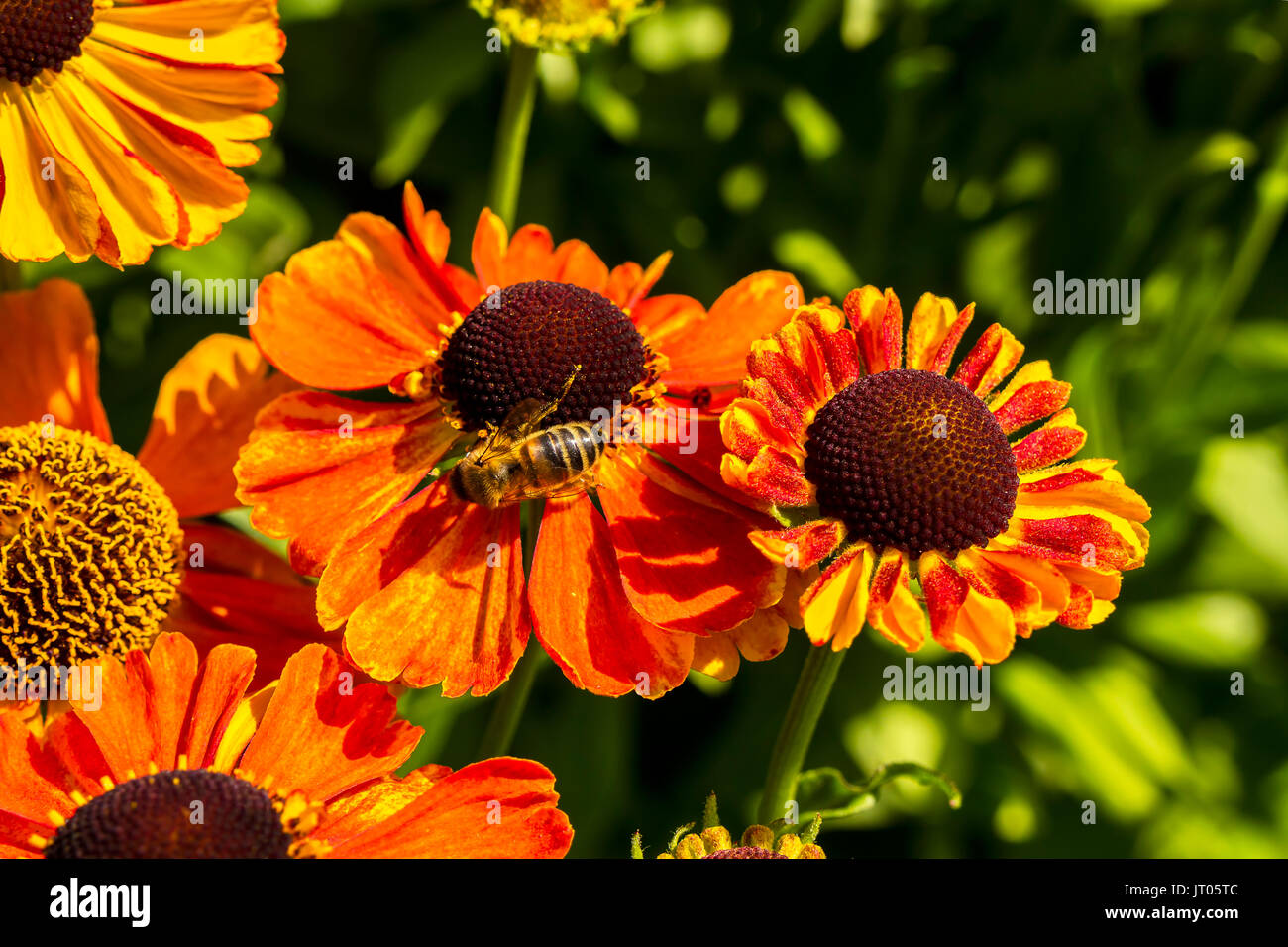 Orange kegel Blumen (Rudbeckia) Close-up im Garten. Stockfoto