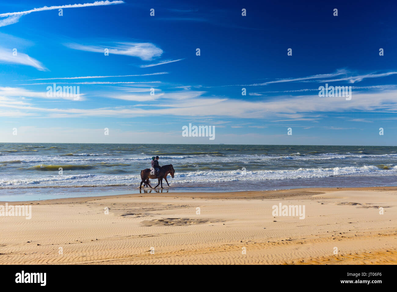 Paar Pferde friedlich stralling entlang dem Strand an der Nordseeküste in der Nähe von De Haan, Belgien Stockfoto
