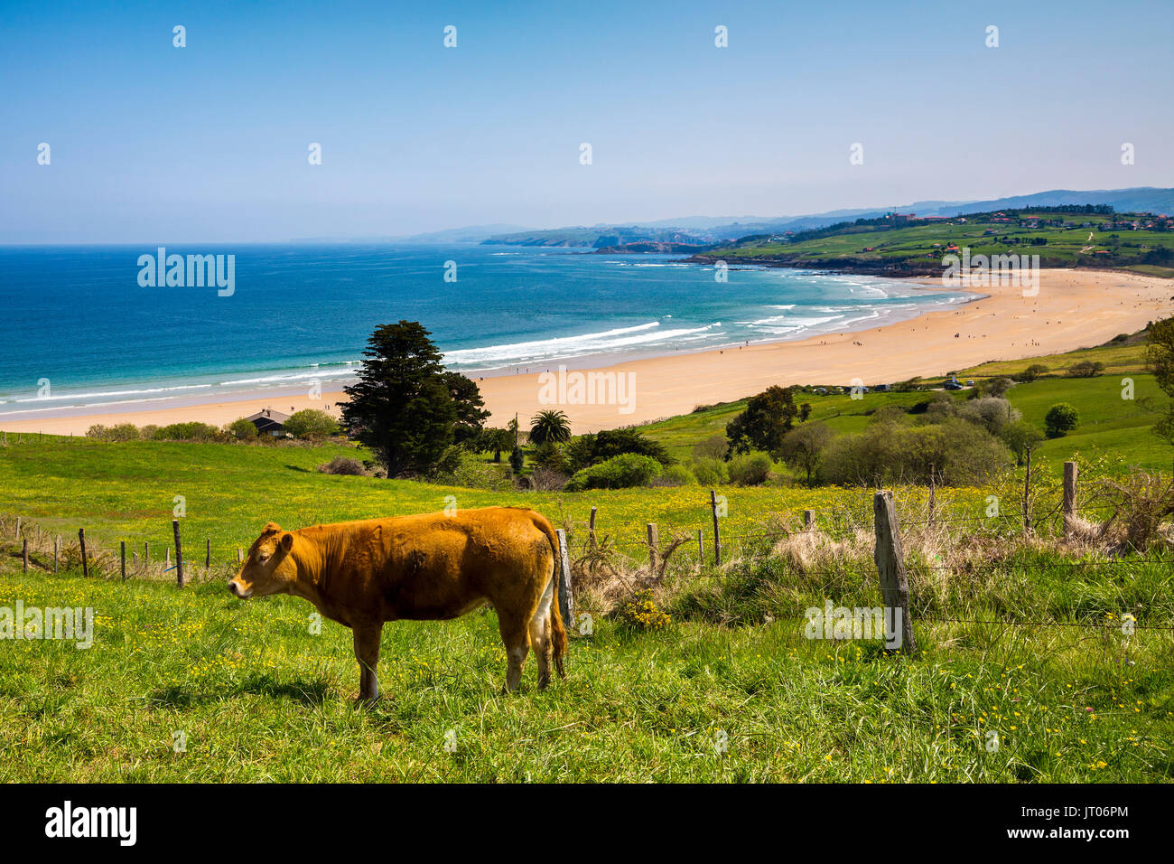 Grasende Kuh auf einer Wiese von frischem grünem Gras. Oyambre Strand, Comillas. Kantabrischen Meer. Kantabrien, Spanien. Europa Stockfoto