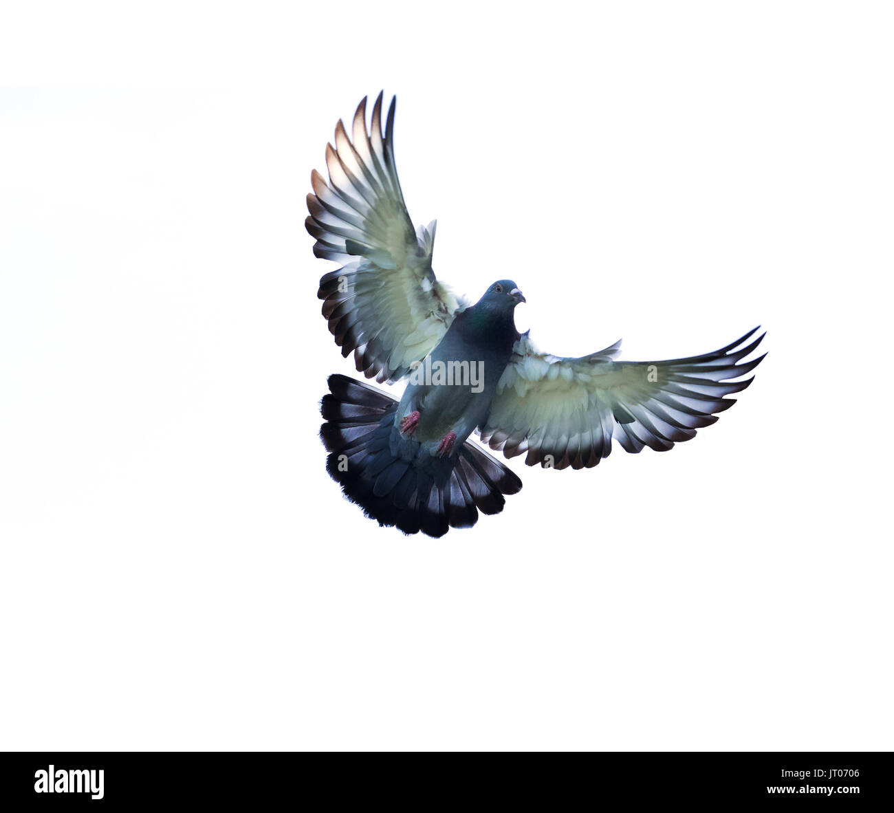 Voller Körper referenzieren taube vogel Schweben isoliert weißer Hintergrund Stockfoto