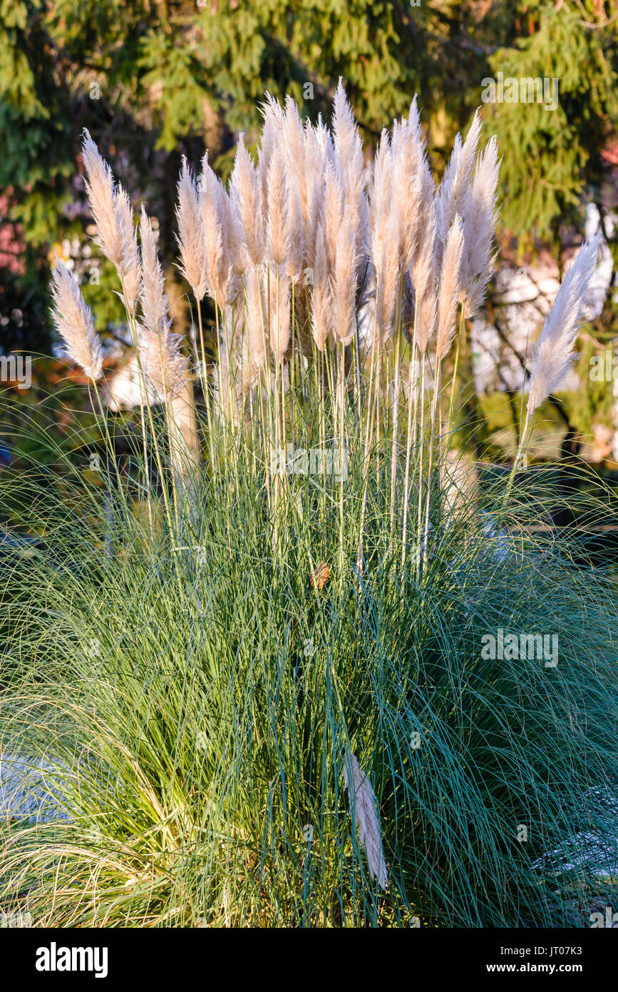 Tall Ornamental Grass Stockfotos und bilder Kaufen Alamy