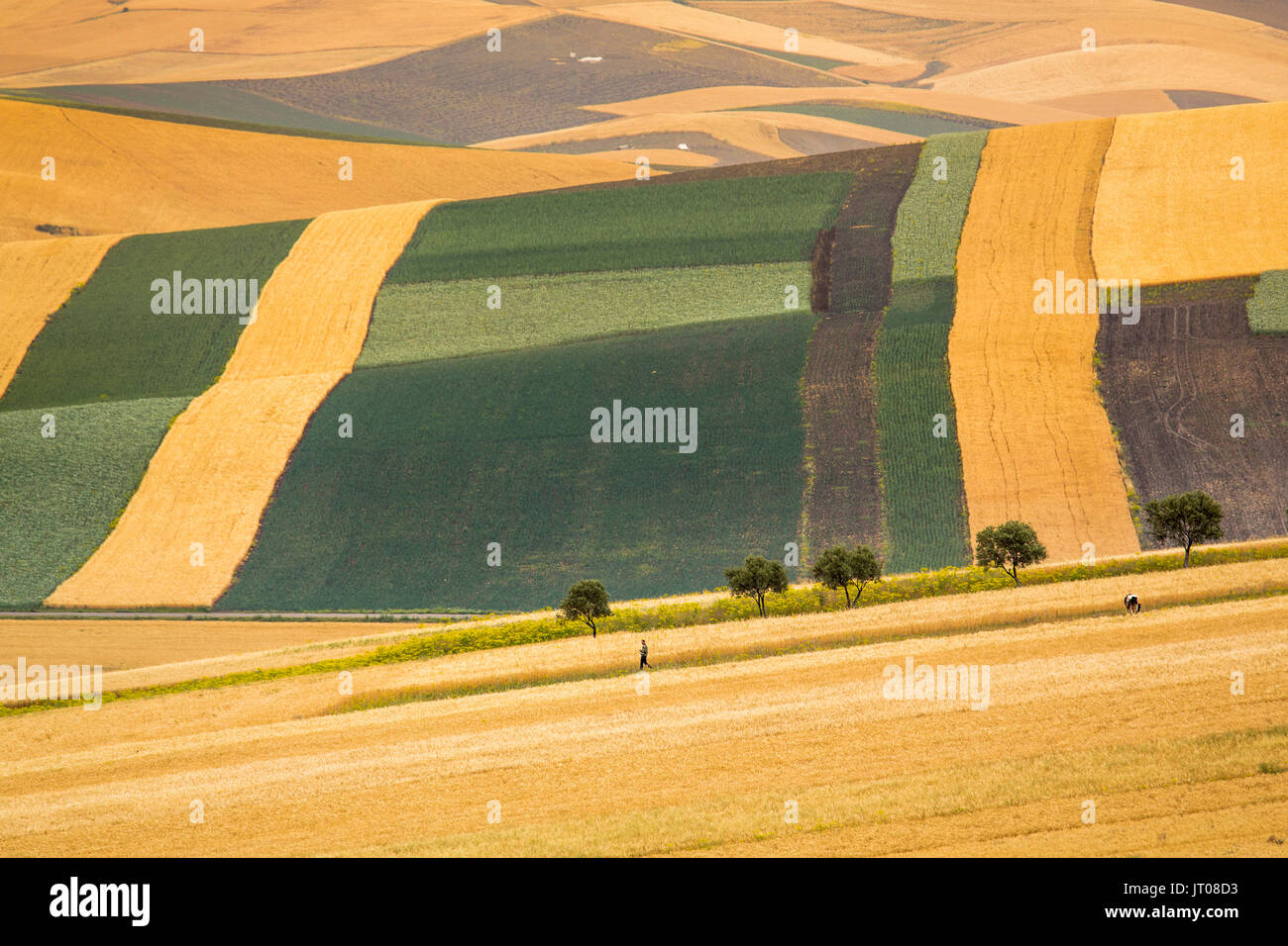 Die Landwirtschaft. Ländliche Gemeinde Zeguota. Marokko, Maghreb Nordafrika Stockfoto