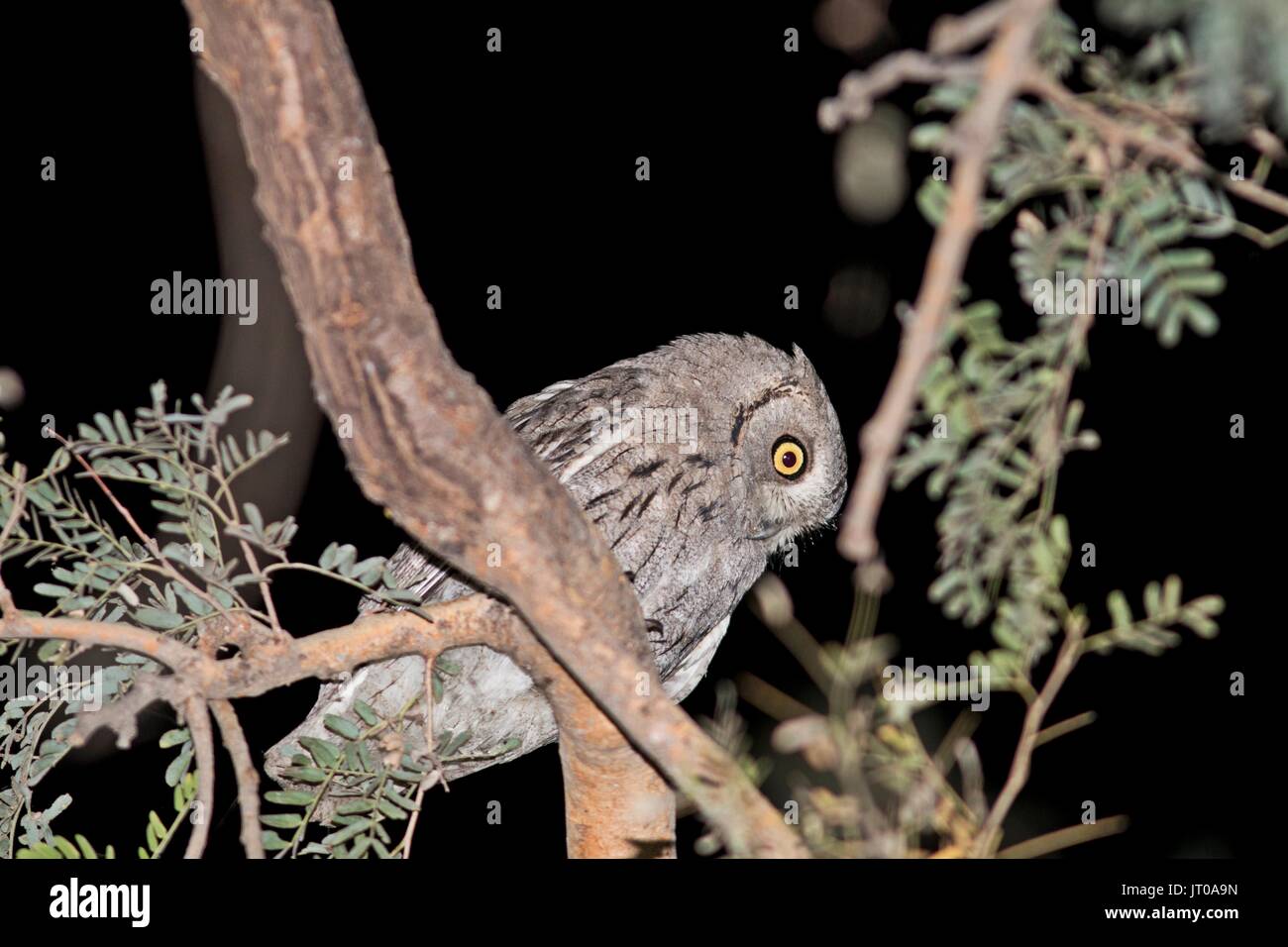 Eurasian Scops Owl auf Thol Heiligtum, Indien Stockfoto