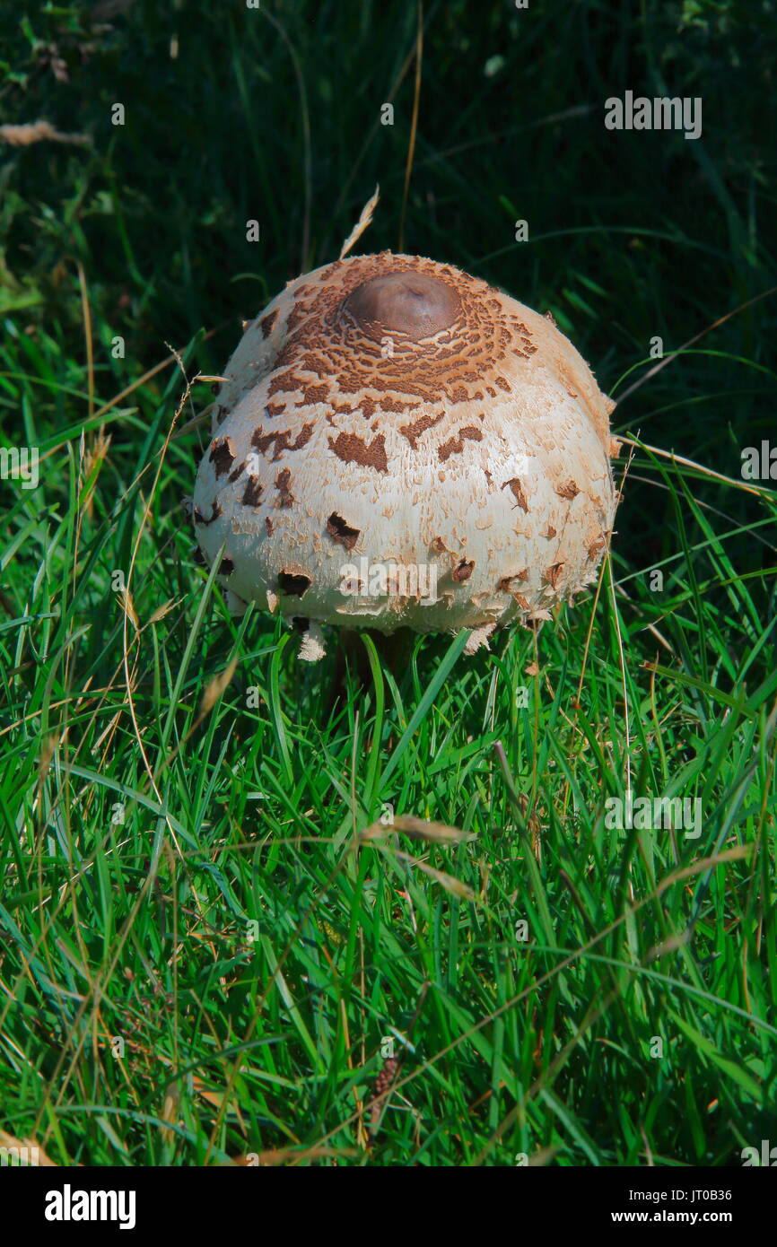 Wild wachsende sehr große funghi Unter den Gräsern von Weiden, wo Schafe durchstreifen Scavaging für Lebensmittel. Stockfoto