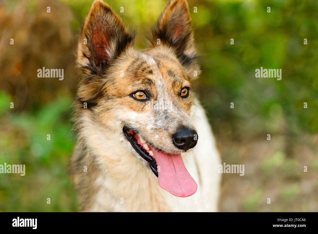 Collie Dog ist eine Nahaufnahme von einem schönen reinrassige Welpen Hund draußen in der Natur. Stockfoto