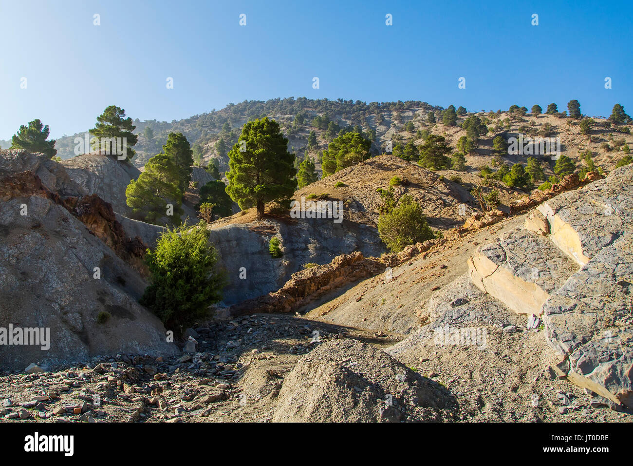 Kiefer- und Berglandschaft. Hohen Atlas. Marokko, Maghreb Nordafrika Stockfoto