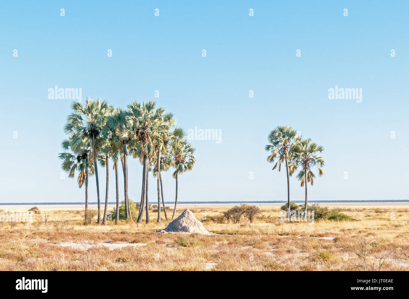 Ein Cluster von Makalani Palmen, Hyphaene petersiana, an Fischers Pan im Norden Namibias Stockfoto