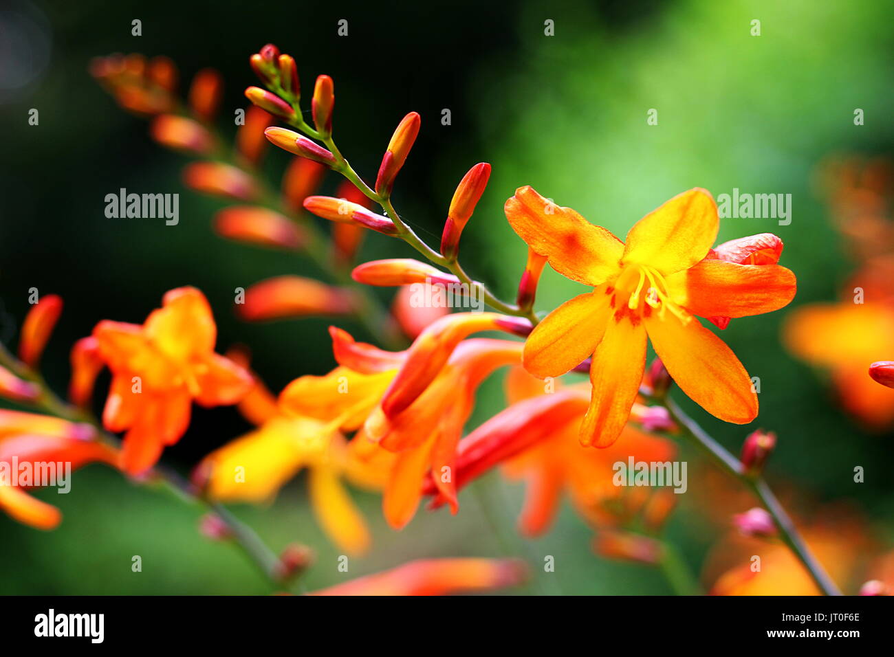In der Nähe von Crocosmia Blume in voller Blüte (auch bekannt als Montbretia) Stockfoto