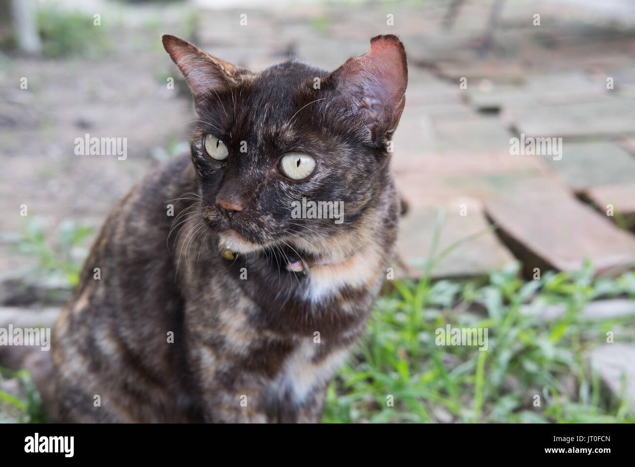 Porträt eines heftigen braune Katze sitzt auf dem Boden im Garten und Blick auf etwas Stockfoto