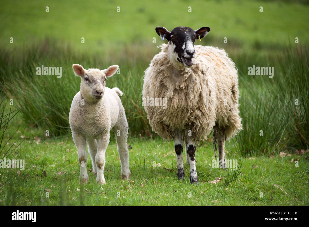 Ewe und Lamb auf dem Feld Stockfoto