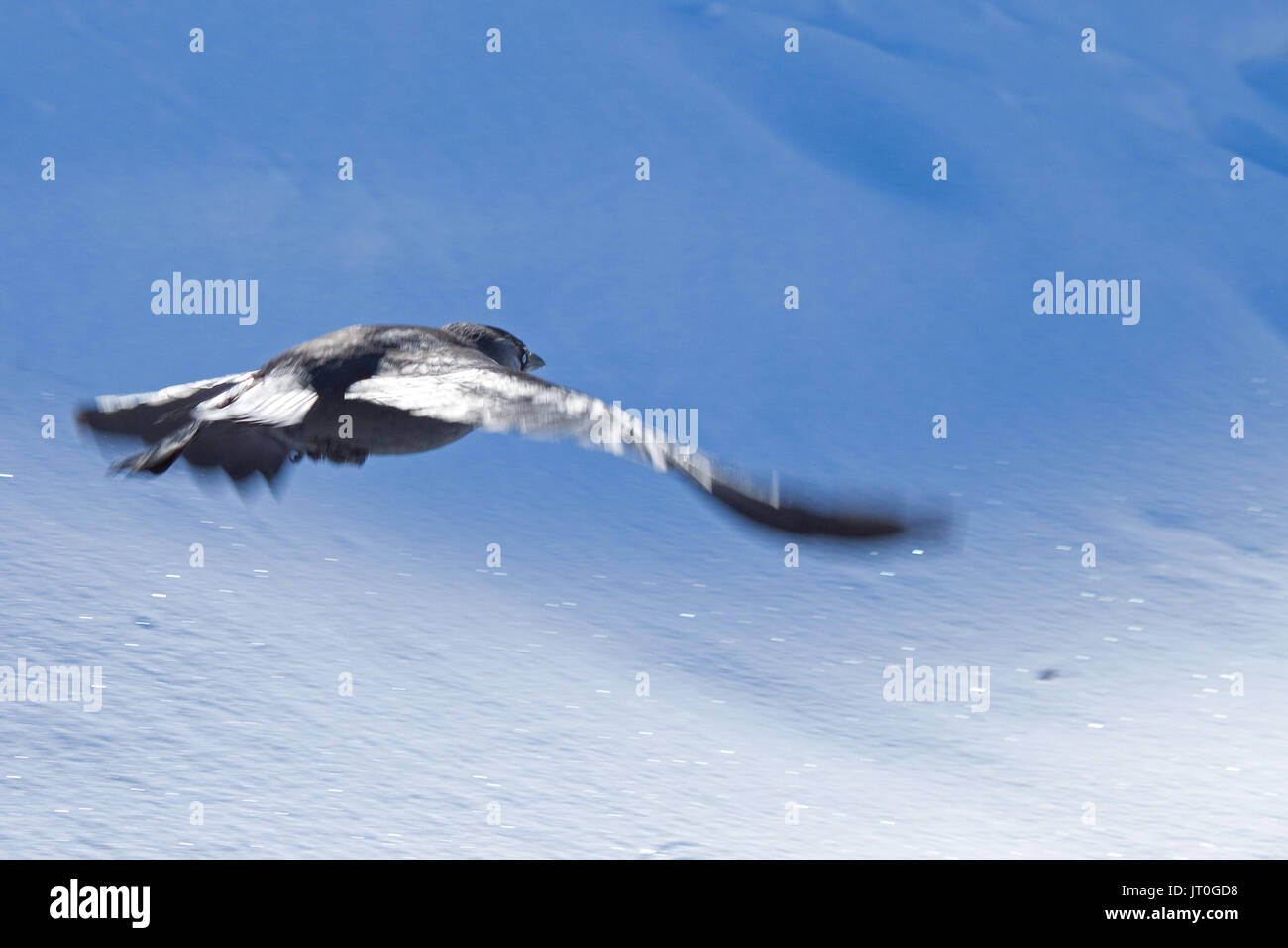 Eine Nebelkrähe (Corvus cornix) Fliegen in einer verschneiten Landschaft Stockfoto