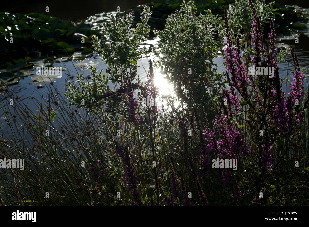 Teich in Rottingdean, East Sussex, Brighton Stockfoto