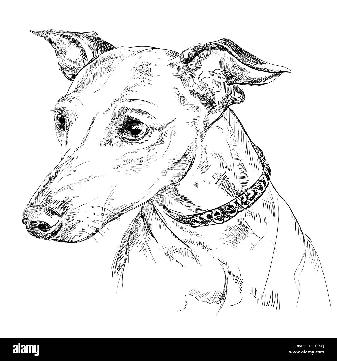 Vektor Umriss Porträt von italienisches Windspiel in schwarzer Farbe Handzeichnung Abbildung auf weißem Hintergrund Stock Vektor