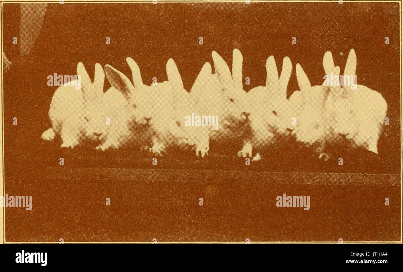 "Outdoor-Möglichkeiten; die Sensibilisierung für Kleintiere, Vögel und Pflanzen; eine praktische Abhandlung auf die Aufzucht und Pflege Kleintiere, Vögel und Pflanzen für Profit und Vergnügen "(1922) Stockfoto