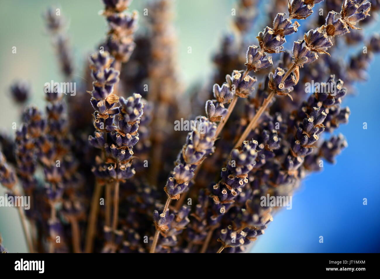 Lavendel Stockfoto