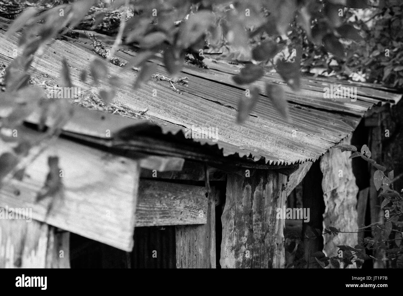 Ein altes Gartenhaus in Südtexas befindet, zeigt die verrostete Blechdach und verwittertes Holz Framing Stockfoto