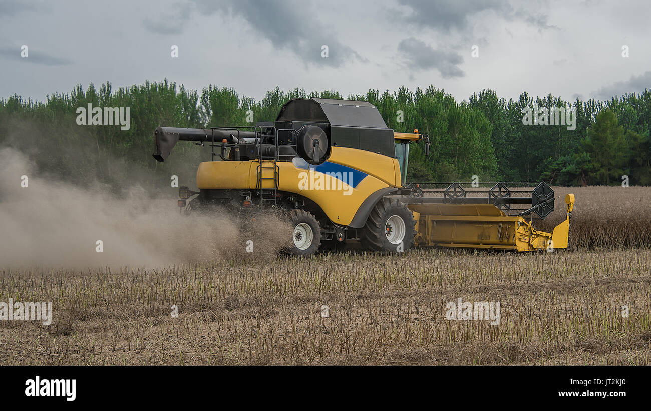Nahaufnahme von einem Mähdrescher schneiden das Korn in einem Feld mit einem grauen Himmel Stockfoto