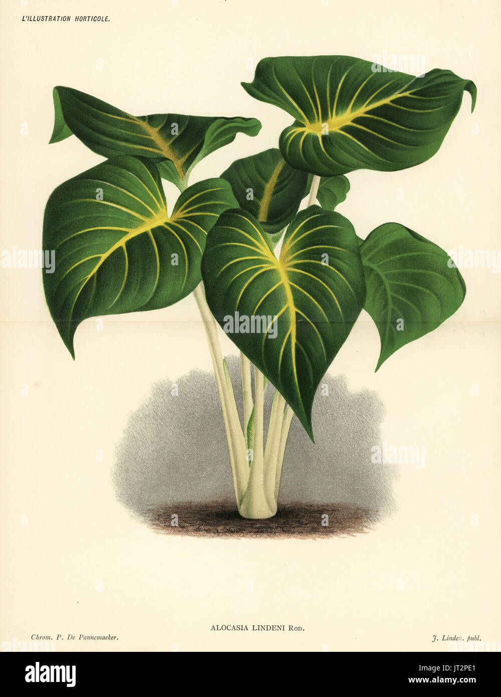 Homalomena Lindenii (Alocasia Lindeni). Farblitho von Pieter de Pannemaeker von Jean Linden l ' Illustration Horticole, Brüssel, 1885. Stockfoto