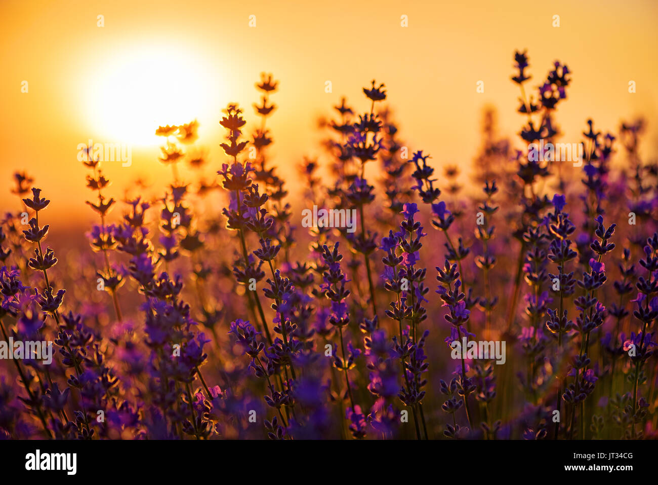 Sonnenuntergang über einem violetten Lavendelfeld. Stockfoto