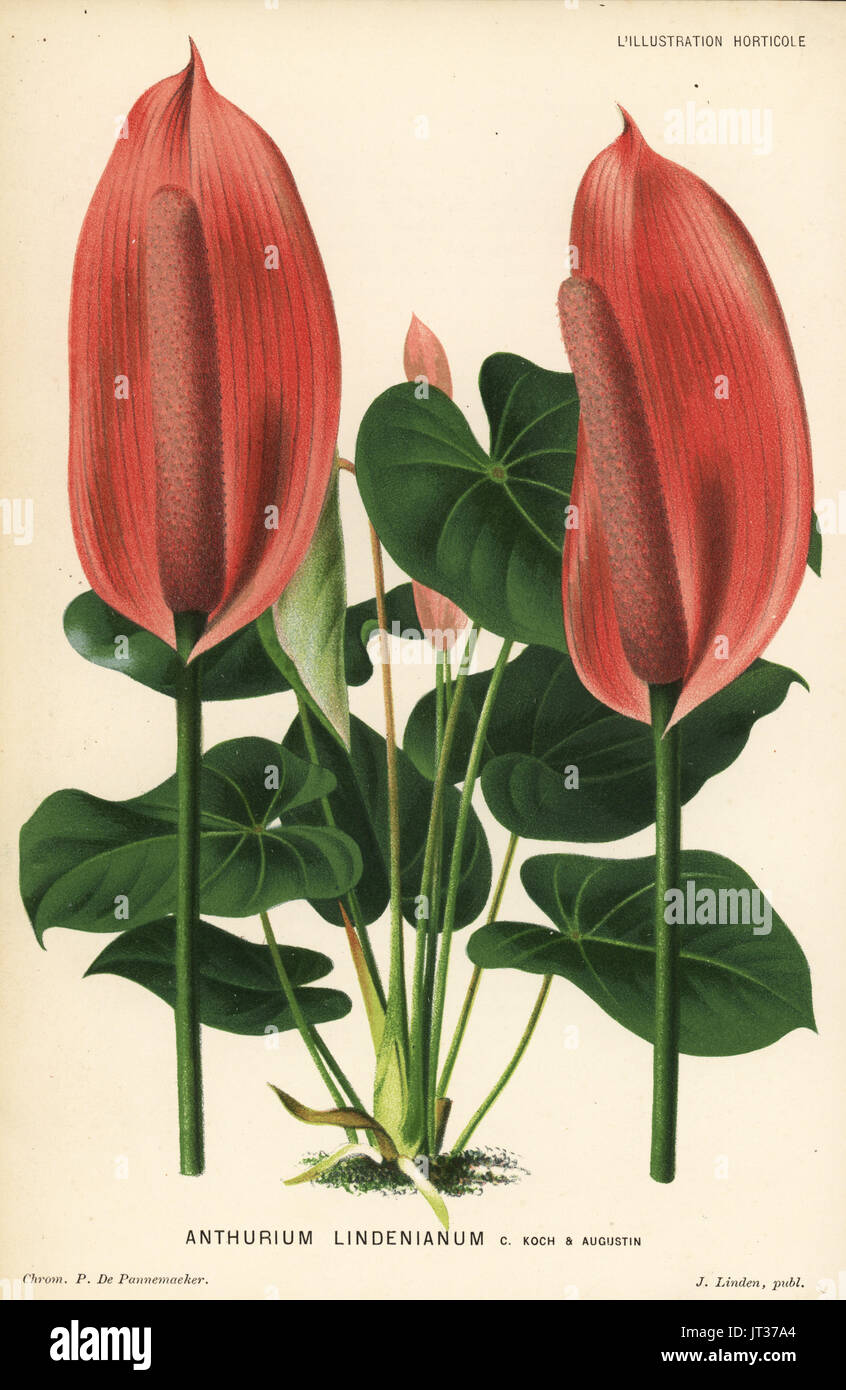Anthurium Lindenianum. Farblitho von P. de Pannemaeker von Jean Linden l ' Illustration Horticole, Brüssel, 1882. Stockfoto