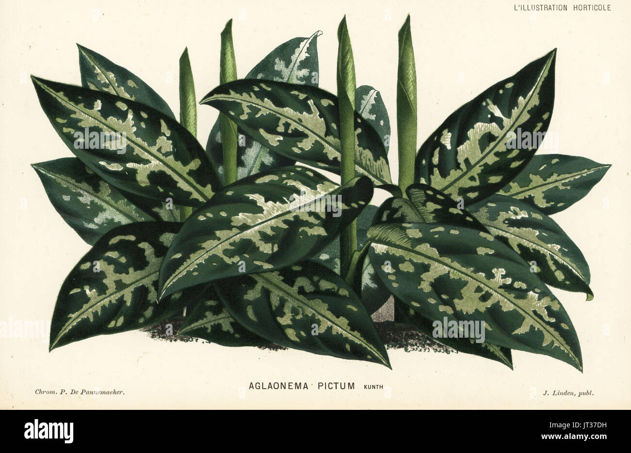 Chinesische Evergreen, Aglaonema Pictum. Farblitho von P. de Pannemaeker von Jean Linden l ' Illustration Horticole, Brüssel, 1882. Stockfoto