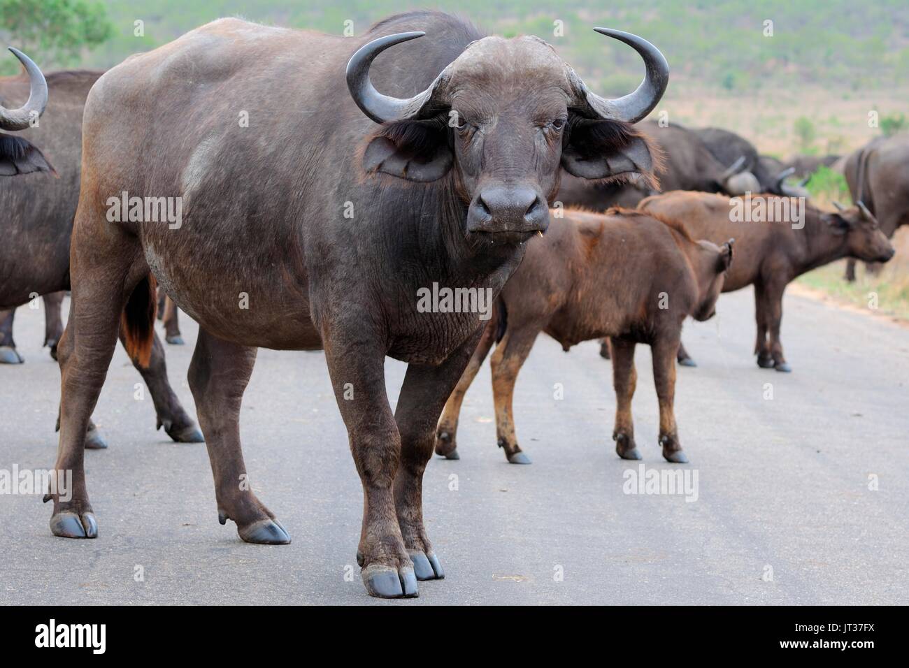 Afrikanische Büffel oder Cape Büffel (Syncerus Caffer), Herde, die über eine gepflasterte Straße, Krüger Nationalpark, Südafrika, Afrika Stockfoto