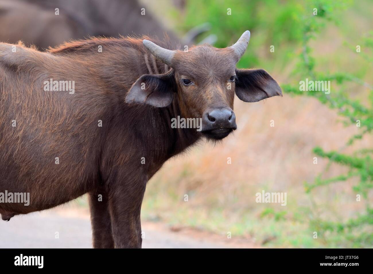 Afrikanische Büffel- oder Kaffernbüffel (Syncerus Caffer), jungen Mann auf einer gepflasterten Straße, Krüger Nationalpark, Südafrika, Afrika Stockfoto