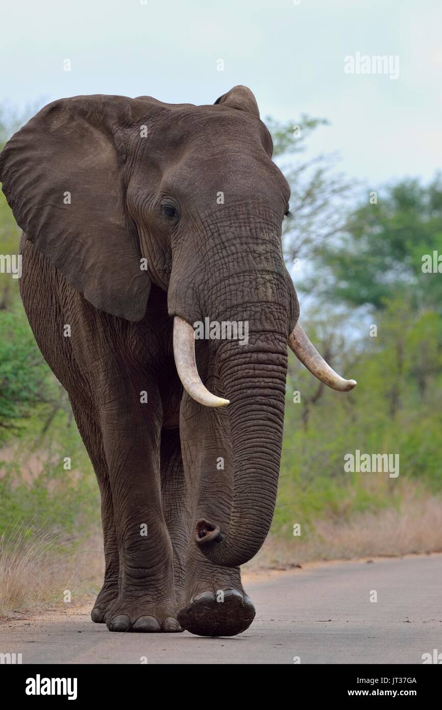 Afrikanischen Busch Elefant (Loxodonta africana), Stier zu Fuß auf einer gepflasterten Straße, Krüger Nationalpark, Südafrika, Afrika Stockfoto