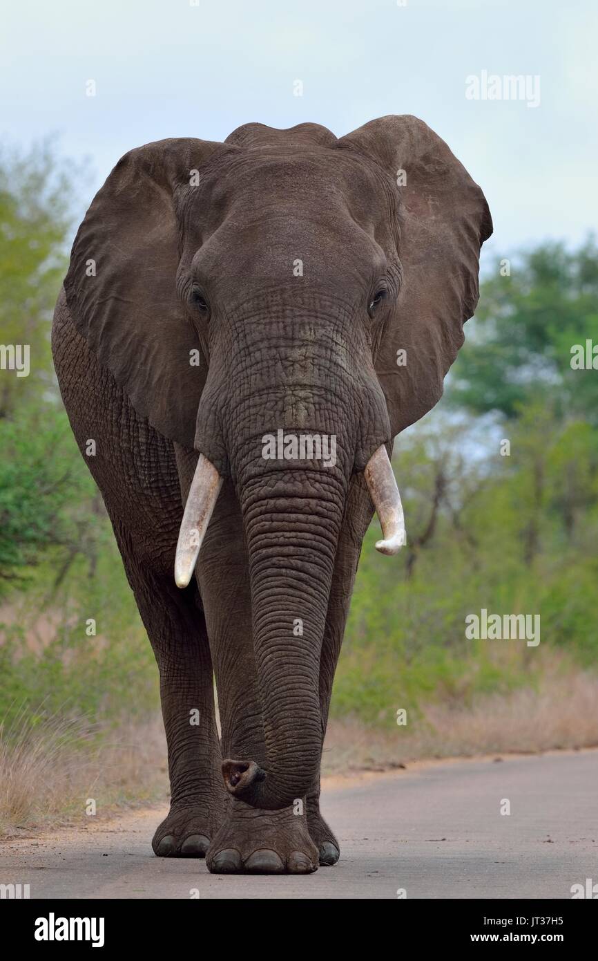 Afrikanischen Busch Elefant (Loxodonta africana), Stier zu Fuß auf einer gepflasterten Straße, Krüger Nationalpark, Südafrika, Afrika Stockfoto