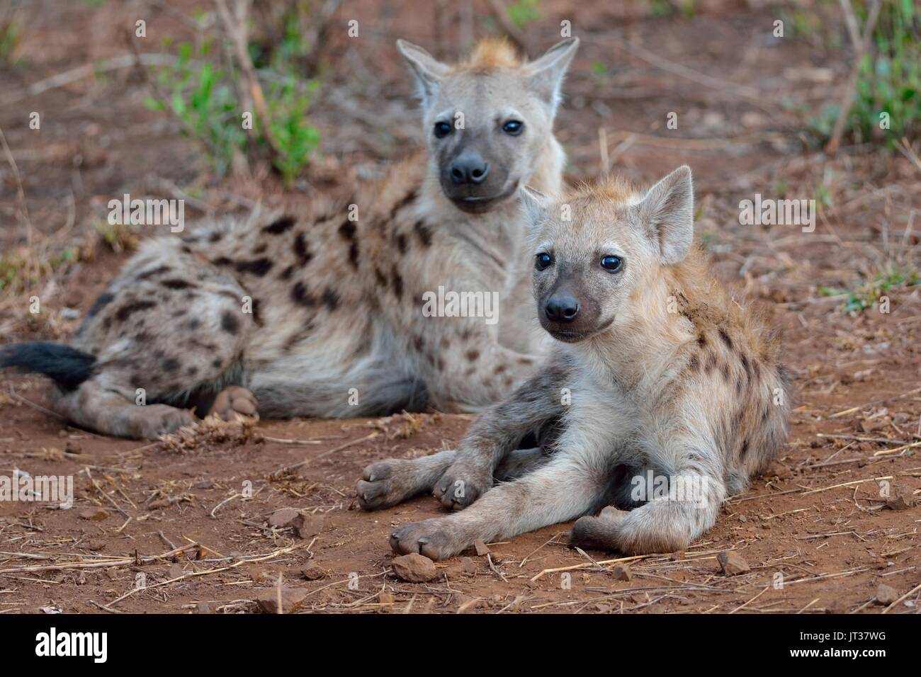 Tüpfelhyänen oder Lachen Hyänen (Crocuta crocuta), Lügen, Frontkamera, Krüger Nationalpark, Südafrika, Afrika Stockfoto