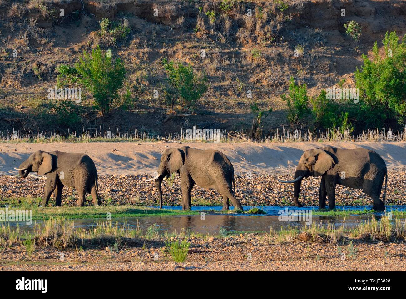 Afrikanischen Bush Elefanten Bullen (Loxodonta Africana) trinken in Letaba River, Krüger Nationalpark, Südafrika, Afrika Stockfoto