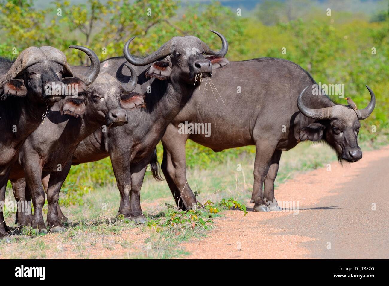 Afrikanischer Büffel (Syncerus Caffer) stehen in der Zeile durch die Seite der asphaltierten Straße mit einem Red-billed oxpecker (Buphagus erythrorhynchus), Krüger Nati Stockfoto