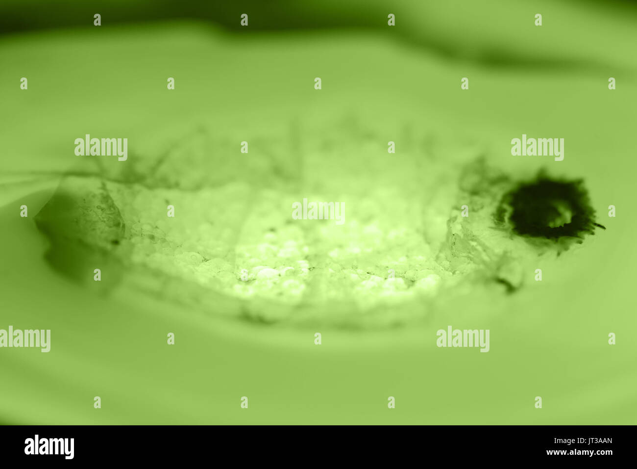 Extreme Makro von PANTONE 15-0343 grün Achat Scheibe Mineral, abstrakten Hintergrund Stockfoto