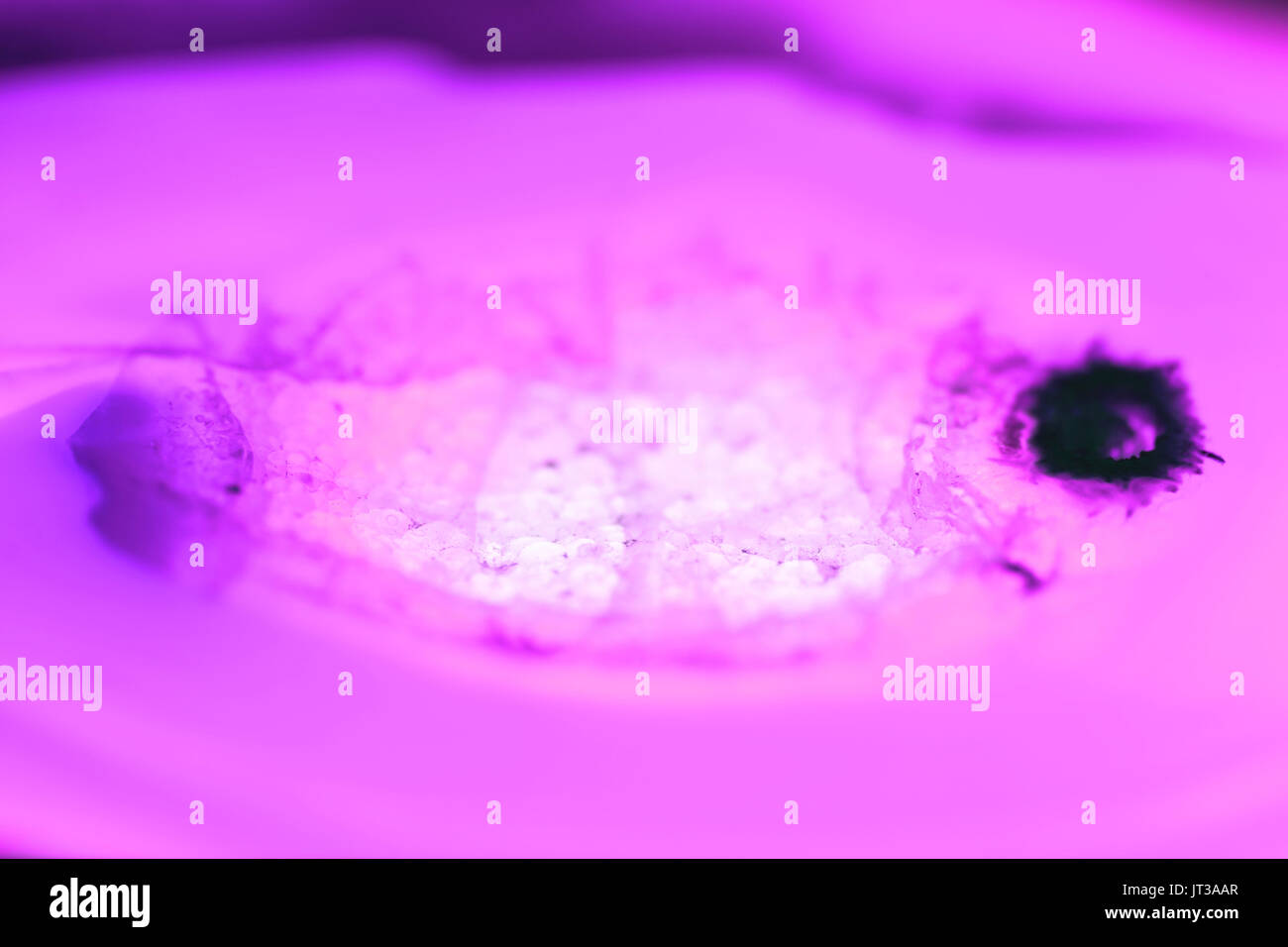 Extreme Makro von rosa Achat Scheibe Mineral, abstrakten Hintergrund Stockfoto