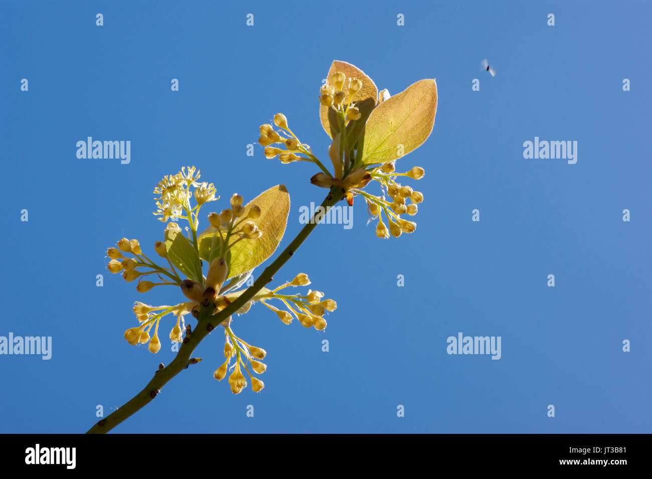 Sassafras Baum Blumen vor blauem Himmel. Stufe Fort Park, Gloucester, Massachusetts Stockfoto