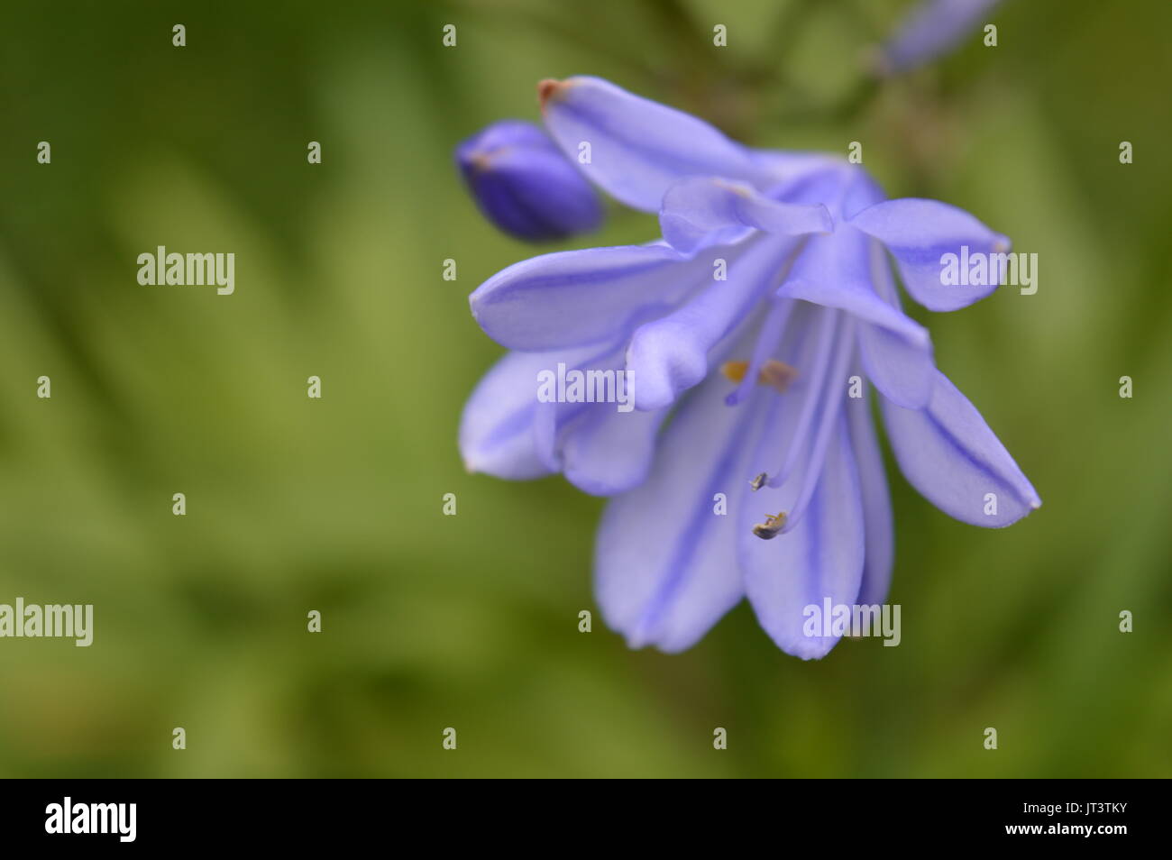 Hestercombe Gardens, Somerset UK Holiday Ansichten Stockfoto