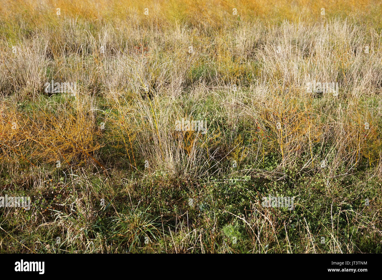 Ein ruhiger Ort für ein Picknick. Das Gras ist hoch und gelb. Guter Hintergrund für romantische stammen. Stockfoto