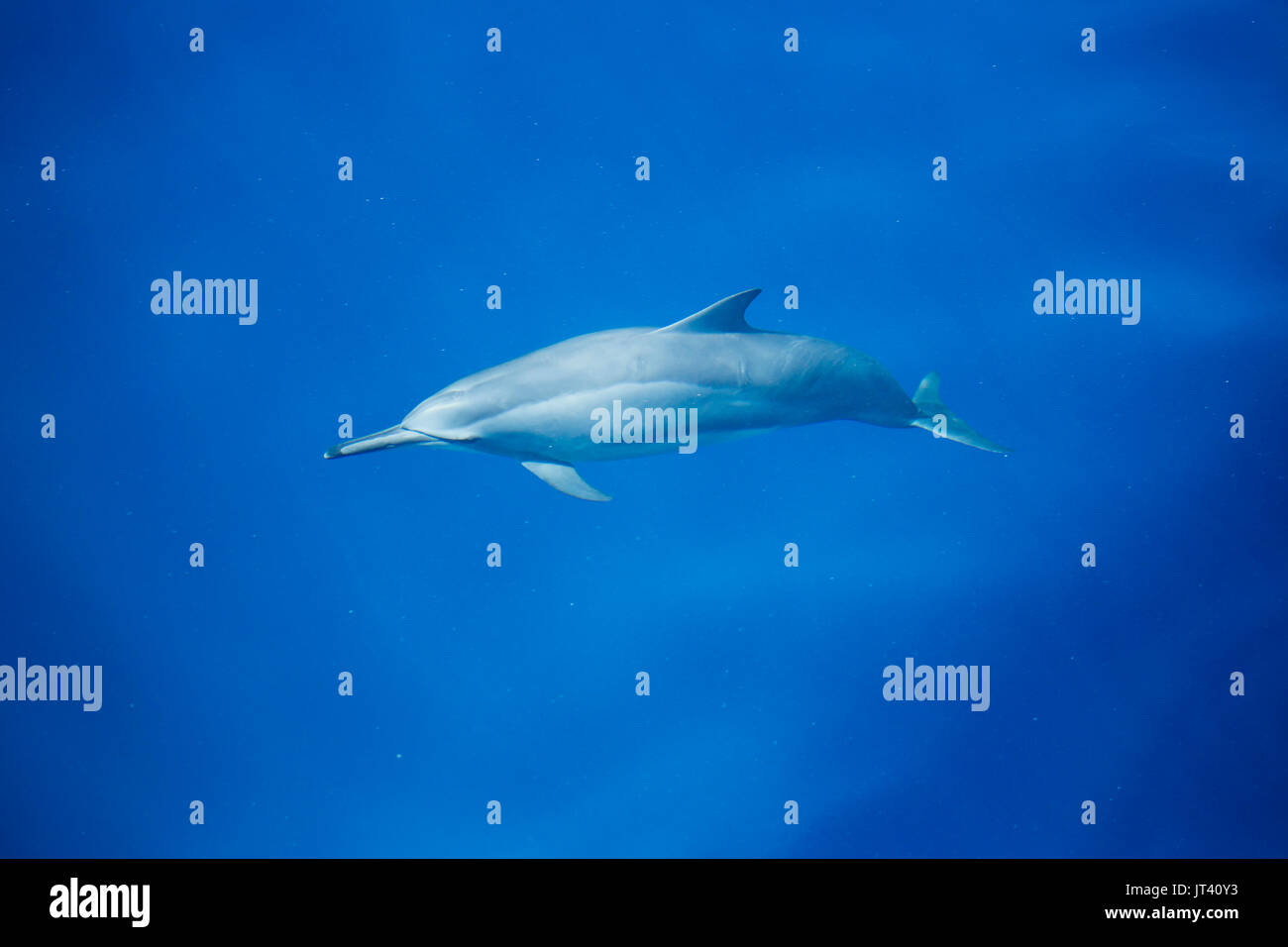 Spinner Delfin (Stenella longirostris) über in diesem gläsernen Meer von Indonesien zu Oberfläche Stockfoto