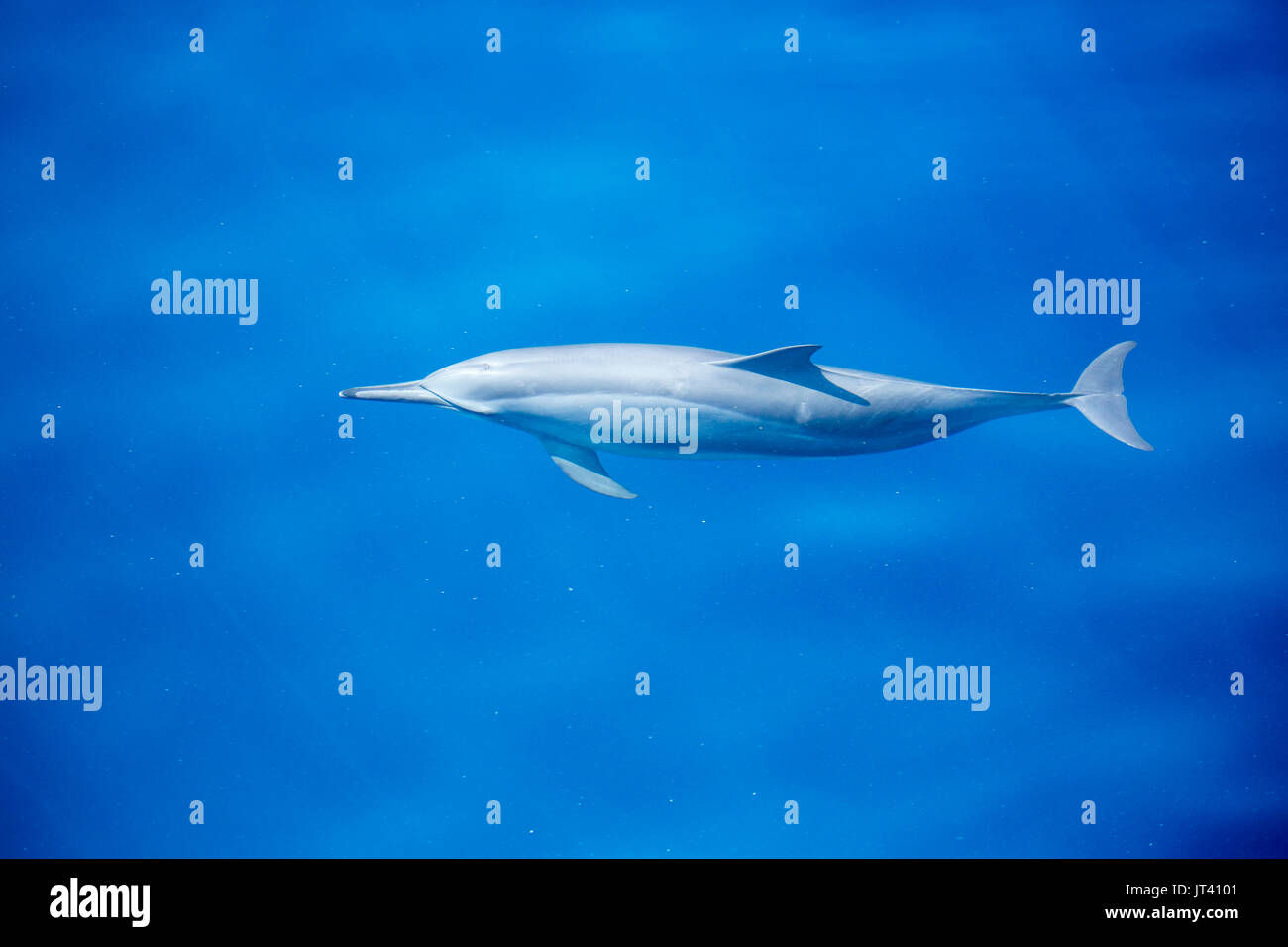 Spinner Delfin (Stenella longirostris) über in diesem gläsernen Meer von Indonesien zu Oberfläche Stockfoto