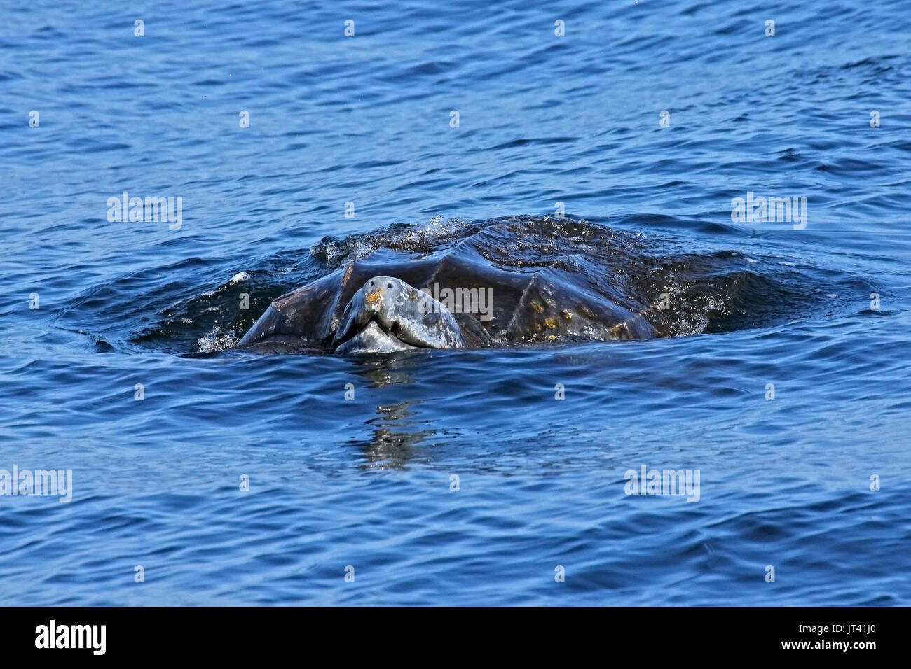 Leatherback Sea Turtle (Dermochelys coriacea) neben dem Walbeobachtungsboot Stockfoto