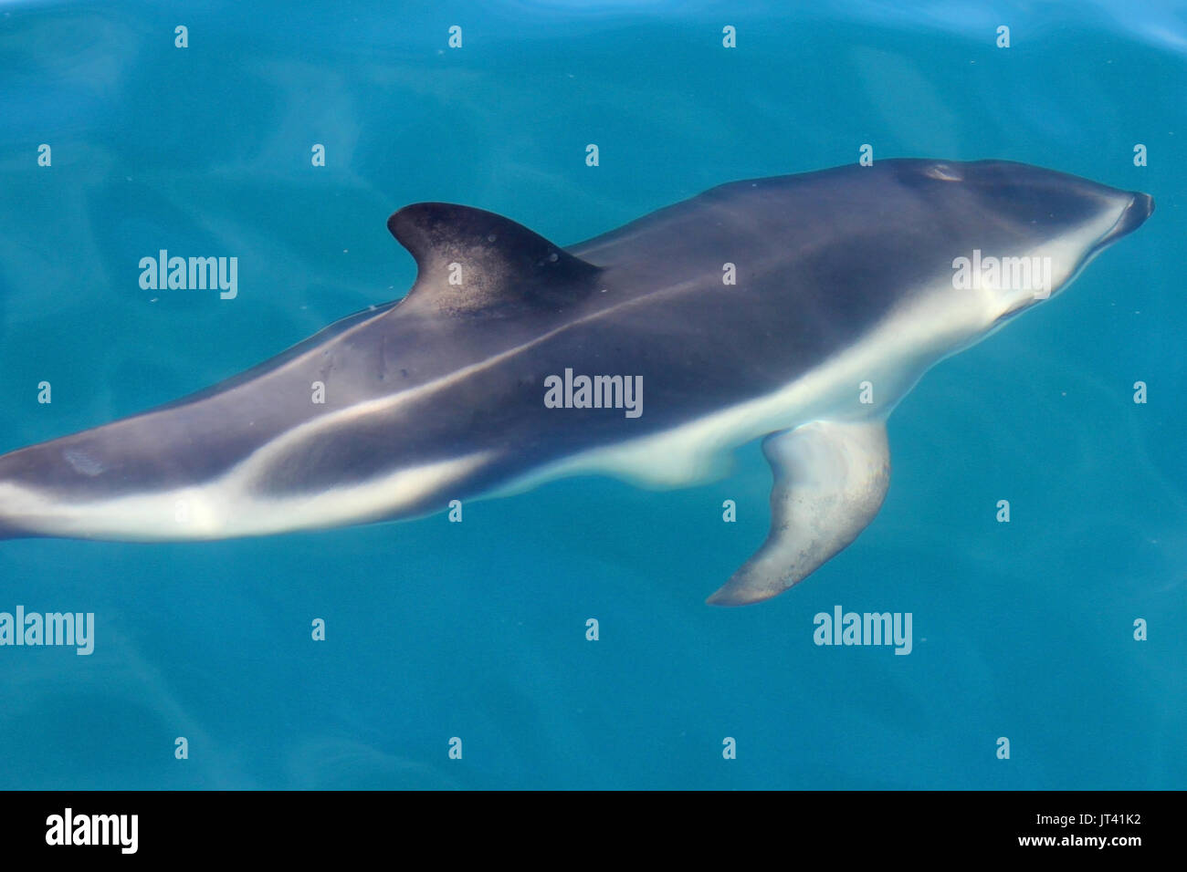 Dusky Dolphin (Lagenorhynchus Obscurus), in der Nähe der Oberfläche in den Gewässern von Kaikoura Stockfoto