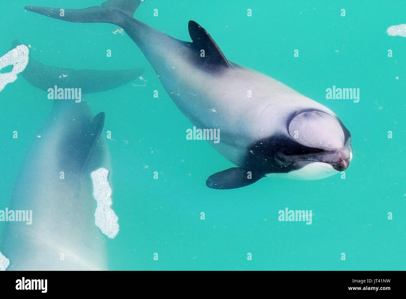 Hector's Dolphin (Cephalorhynchus hectori) auftauchen Neben der Dolphin Watching Boot, die Personen an Bord Stockfoto