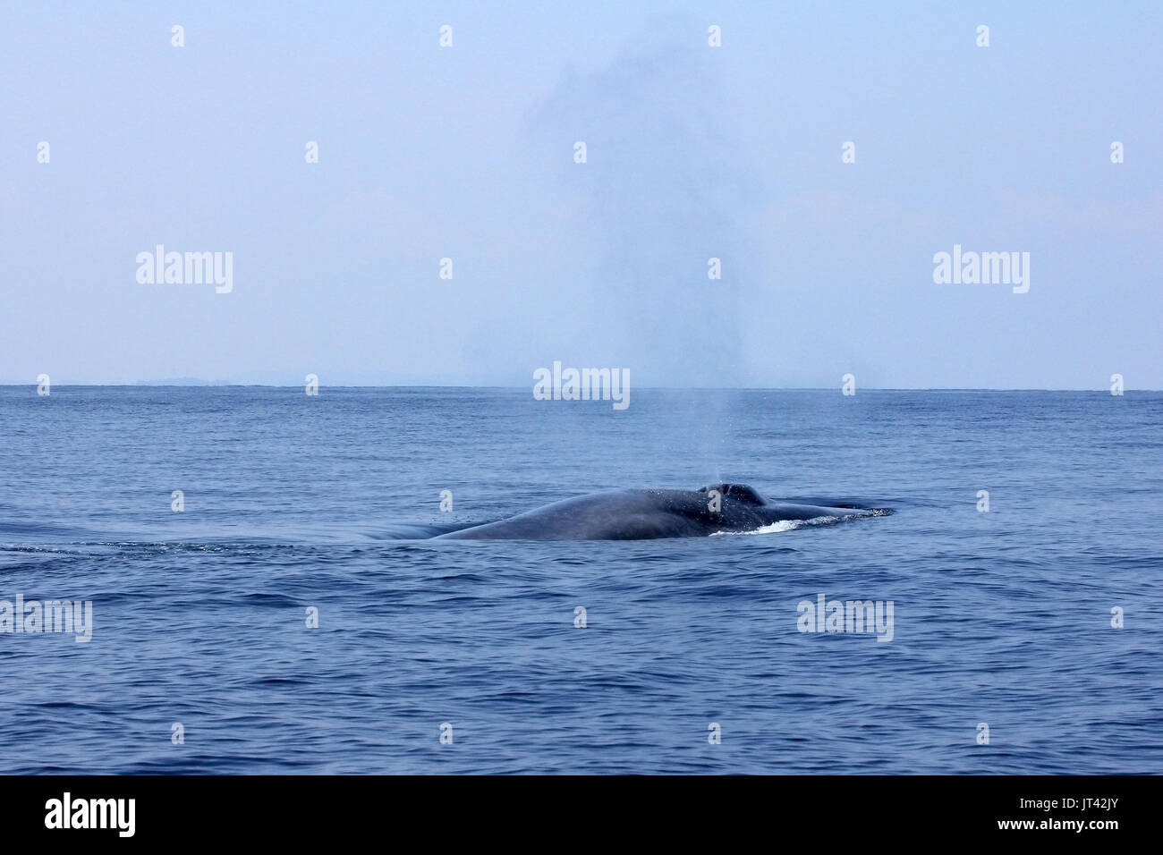 Pygmy Blauwal oder großen Indischen Blauwal (Balaenoptera musculus indica) aus Trincomalee, kommt ein Hauch direkt neben dem Boot zu nehmen Stockfoto