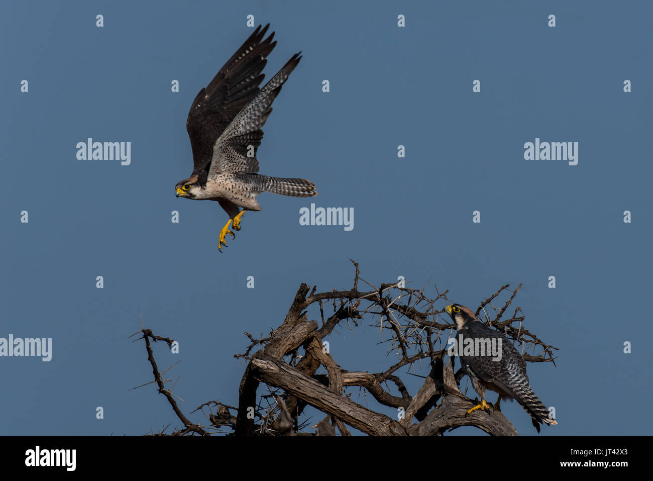 Lanner Falcons, Falco biamicus Stockfoto