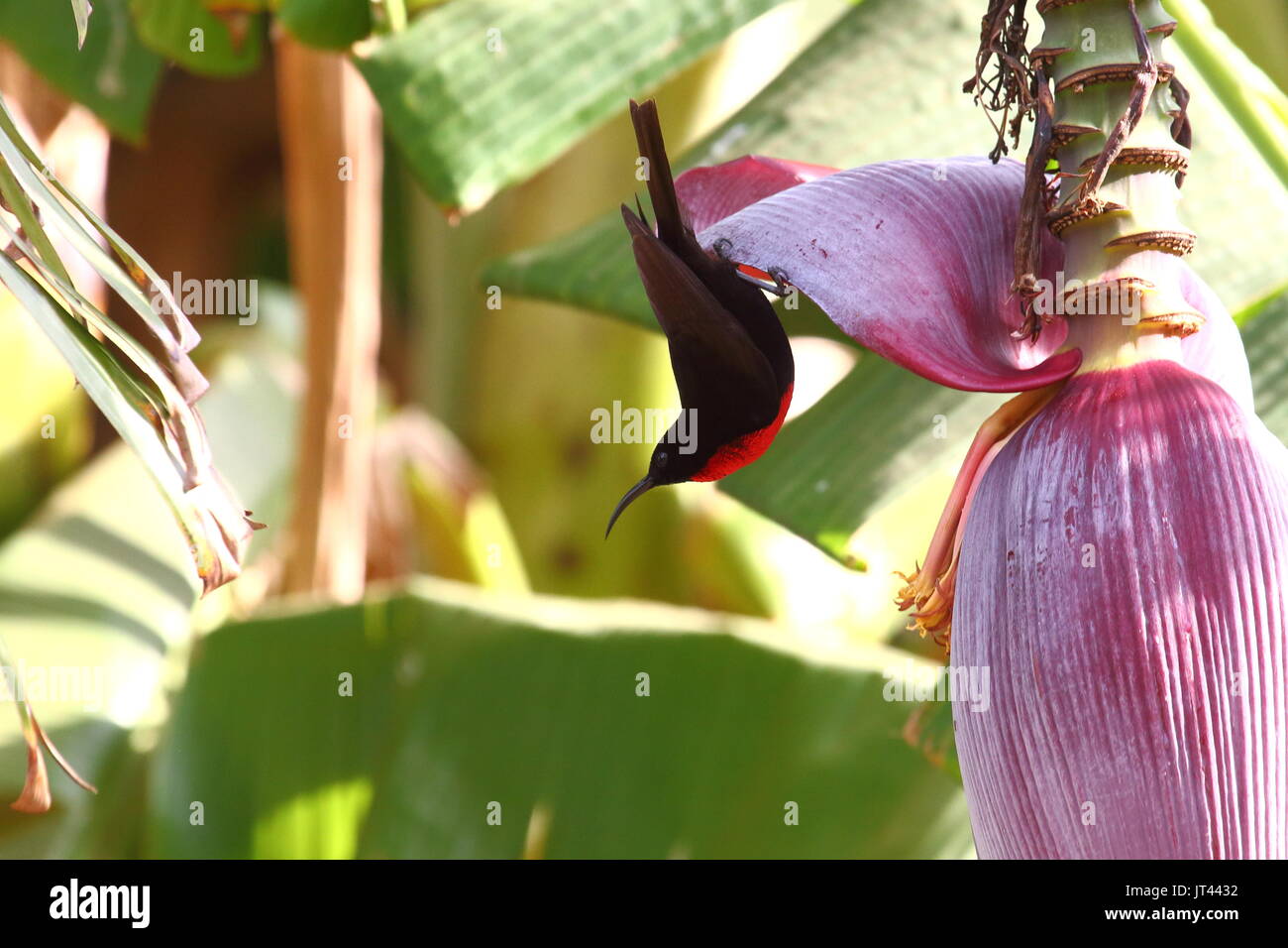 Scarlet-chested Sunbird Chalcomitra / Nectarinia senegalensis, Leopard Hill, Sambia Stockfoto